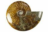 Polished Cretaceous Ammonite (Cleoniceras) Fossil - Madagascar #303903-1